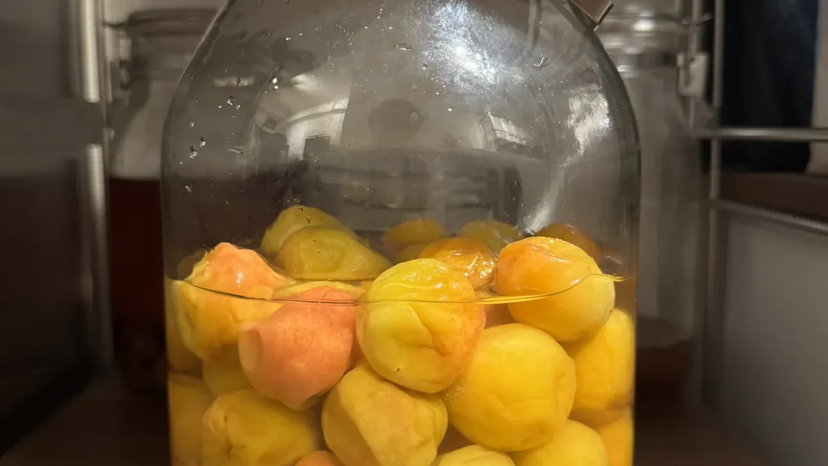 Ripe yellow ume plums fully submerged in clear umezu brine inside a tall glass jar, with no weight on top